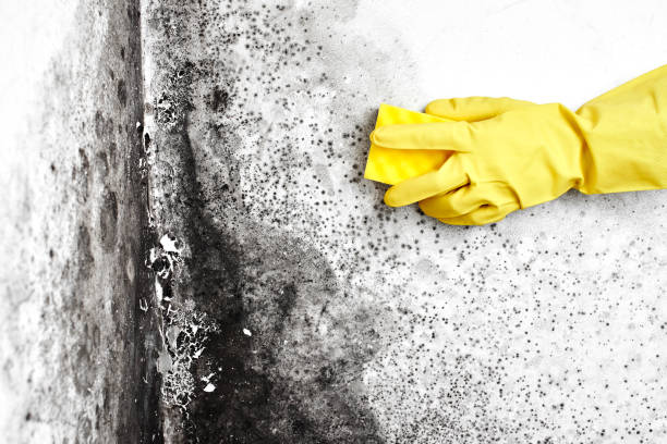 Best Commercial Mold Removal  in Tazewell, VA