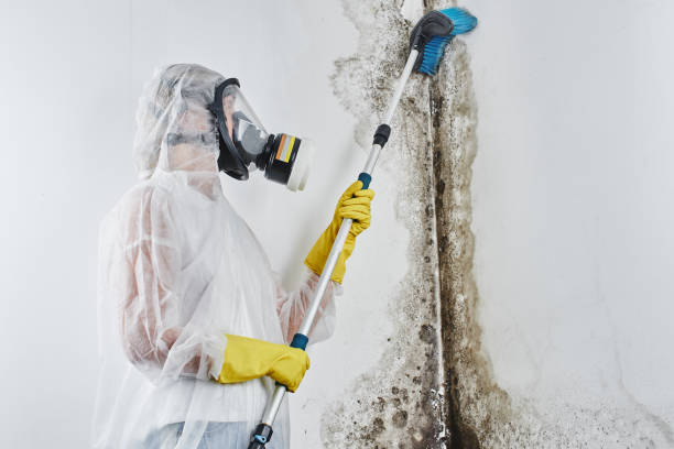 Best Affordable Mold Removal  in Tazewell, VA