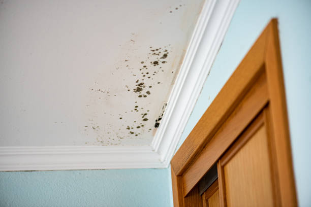 Best Mold Testing  in Tazewell, VA