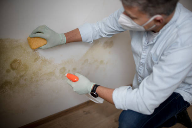 Best Fast Mold Removal  in Tazewell, VA
