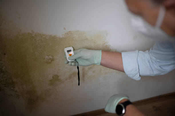 Best Certified Mold Removal  in Tazewell, VA
