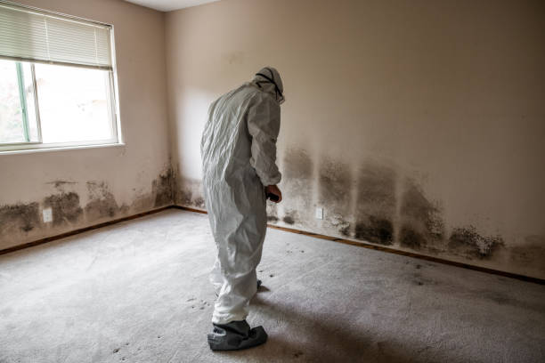 Best Mold Removal Near Me  in Tazewell, VA