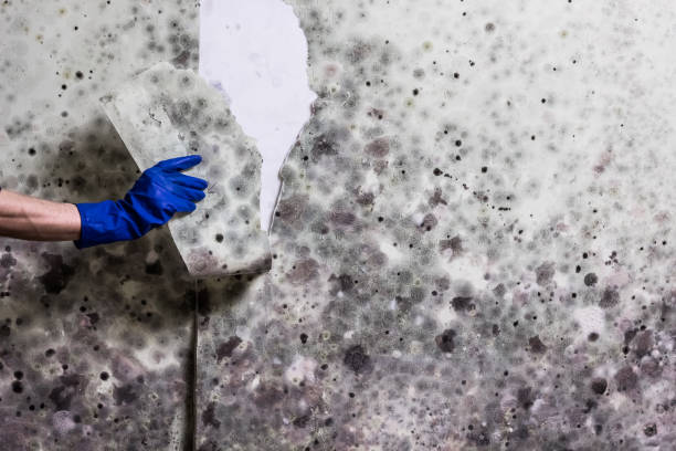 Best Best Mold Removal Companies  in Tazewell, VA