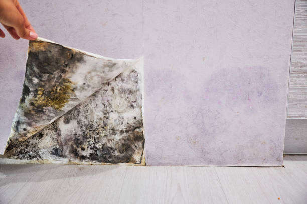 Professional Mold Removal in Tazewell, VA